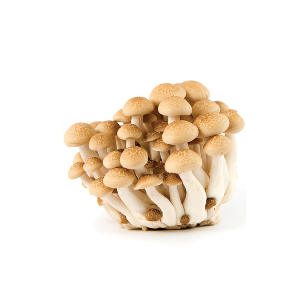 Conheça o processo de cultivo dos cogumelos Shitake e Shimeji