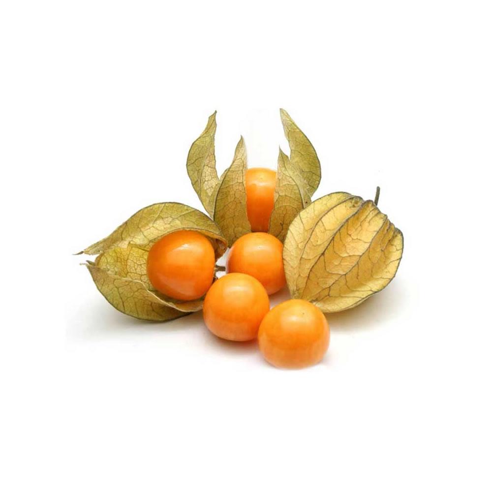 [Physalis]