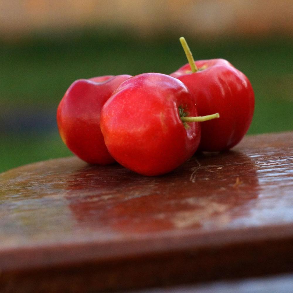 [Acerola]