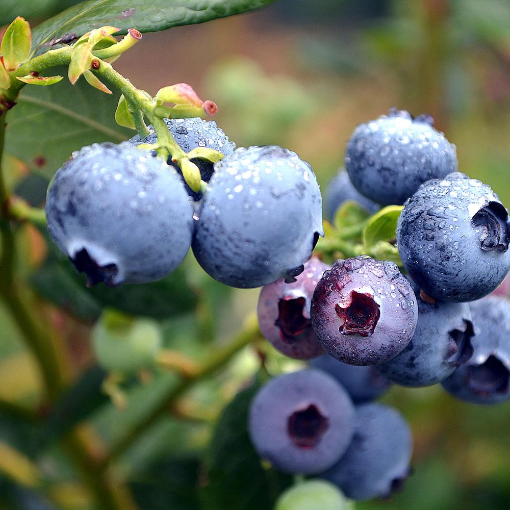 [Blueberries]